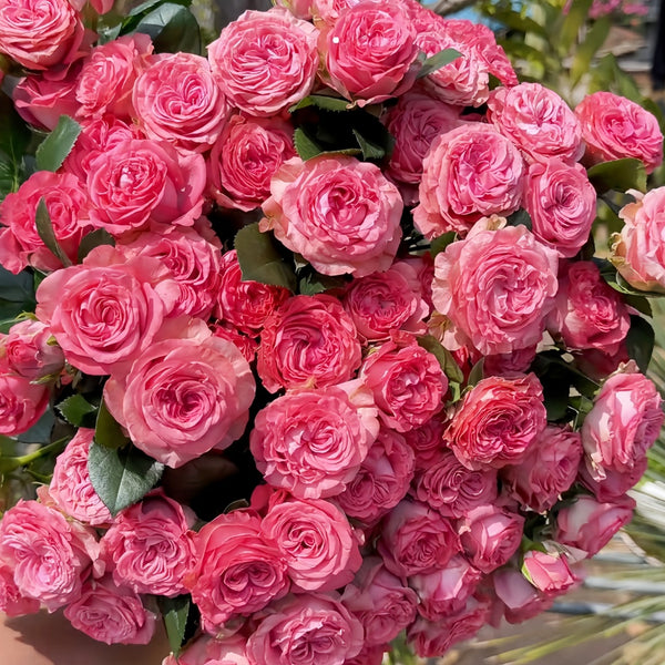 A dense bouquet of vibrant pink roses with green leaves, tightly cropped and filling the frame.