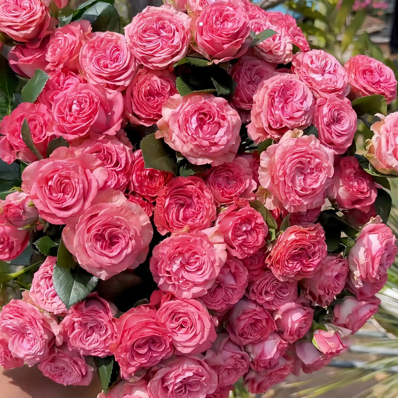 A dense bouquet of vibrant pink roses with green leaves, tightly cropped and filling the frame.
