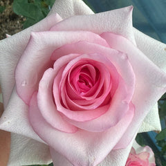 Jetset Rose
