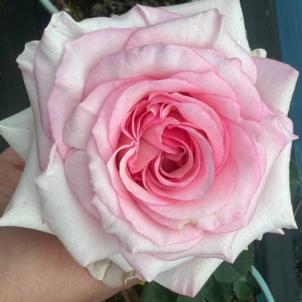 Unique Color Rose Bush Baby Chameleon - Roseexplosion – Rose_Explosion