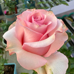 Jetset Rose