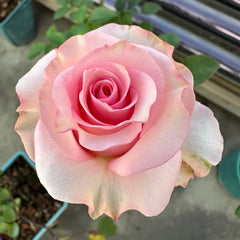 Jetset Rose