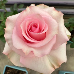 Jetset Rose