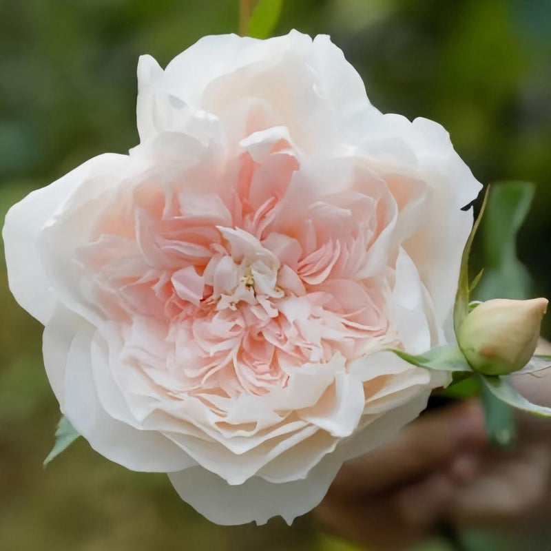 Jiashu Rose Plant – Vibrant Blooms for a Stunning Rose Garden