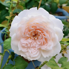 Jiashu Rose Plant – Vibrant Blooms for a Stunning Rose Garden