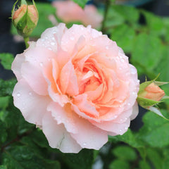 Jin Yan Rose Plant 