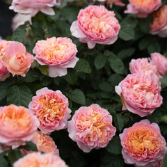 JinYan Rose Plant | 锦嫣