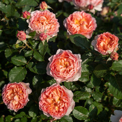 Jin Yan Rose Plant 