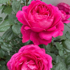 Jingle Bells Rose