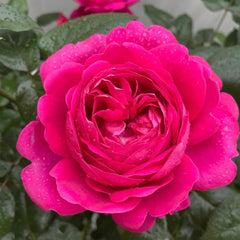 Jingle Bells Rose