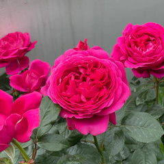 Jingle Bells Rose