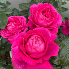 Jingle Bells Rose