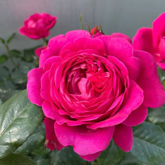 Jingle Bells Rose