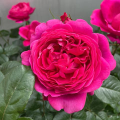 Jingle Bells Rose