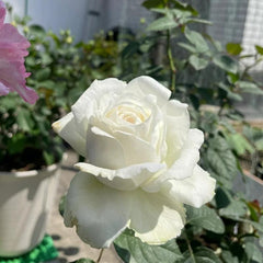 Jolie Fille Rose Plant – Beautiful Blooms for Your Rose Garden