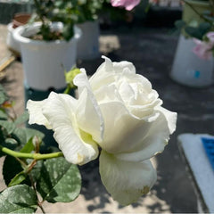 Jolie Fille Rose Plant – Beautiful Blooms for Your Rose Garden