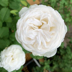 Jolie Fille Rose Plant – Beautiful Blooms for Your Rose Garden