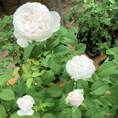 Jolie Fille Rose Plant – Beautiful Blooms for Your Rose Garden