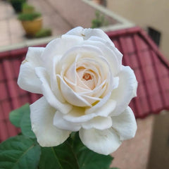 Jolie Fille Rose Plant – Beautiful Blooms for Your Rose Garden