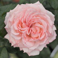 Joyce Rose Plant|乔伊斯