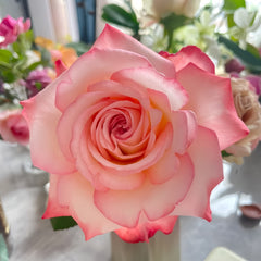 Joyce Rose Plant