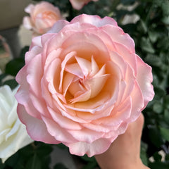 Joyce Rose Plant
