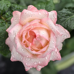 Joyce Rose Plant