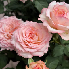 Joyce Rose Plant