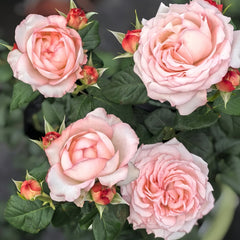 Joyce Rose Plant