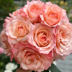 Joyce Rose Plant
