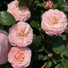 Joyce Rose Plant