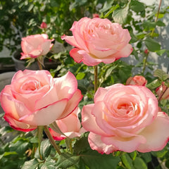 Joyce Rose Plant