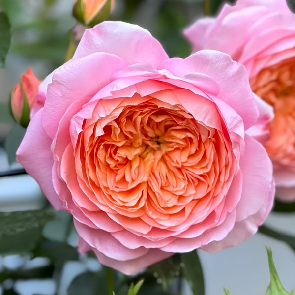 JuZi Rose