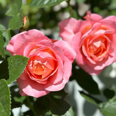 JuZi Rose