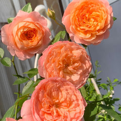 JuZi Rose