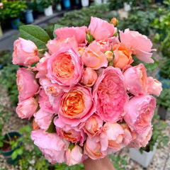 JuZi Rose