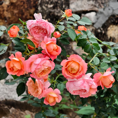 JuZi Rose