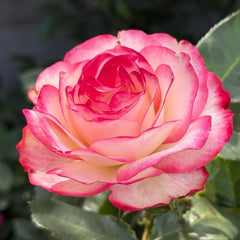 Jubile du Prince de Monaco