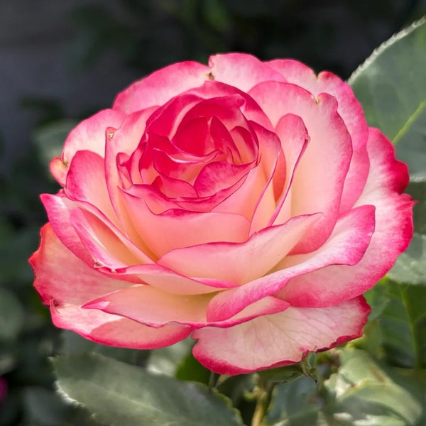 Jubile du Prince de Monaco