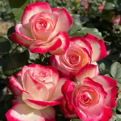 Jubile du Prince de Monaco