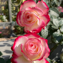 Jubile du Prince de Monaco