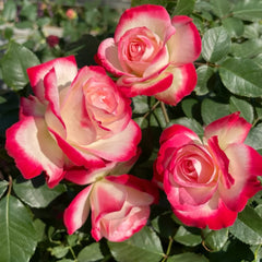 Jubile du Prince de Monaco