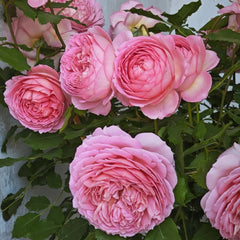 Jubilee Celebration Rose Plant