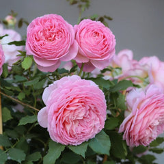 Jubilee Celebration Rose Plant