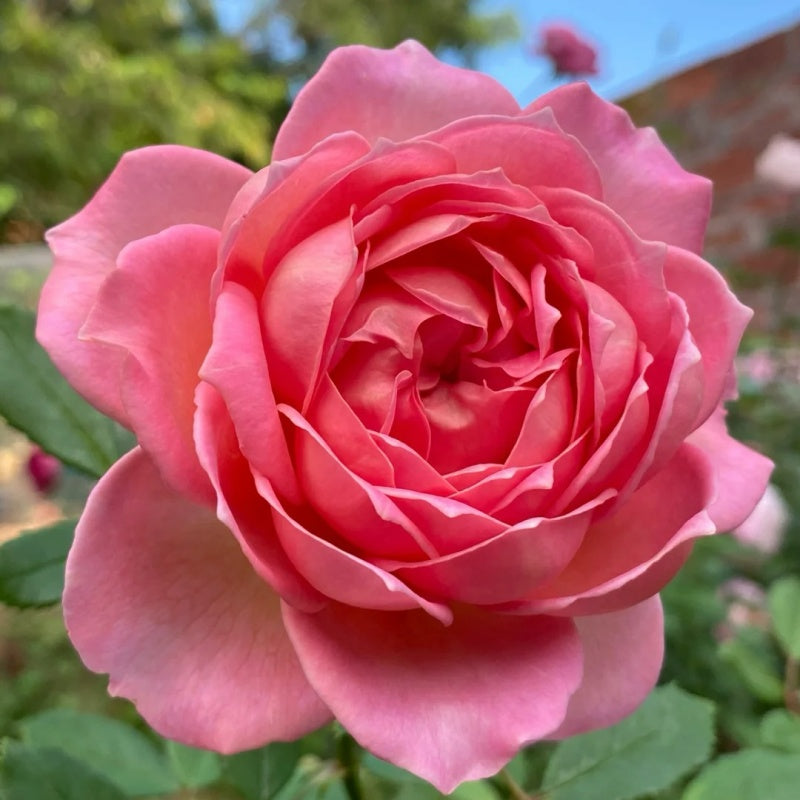 Jubilee Celebration Rose Plant