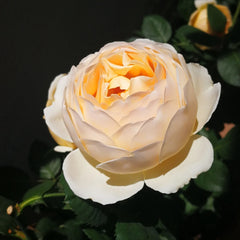 Jude the Obscure Rose – Golden Apricot Austin Rose