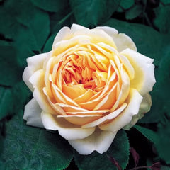 Jude the Obscure Rose – Golden Apricot Austin Rose