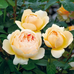 Jude the Obscure Rose – Golden Apricot Austin Rose