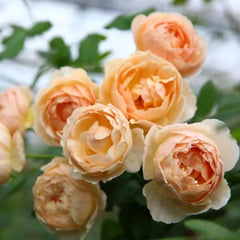 Jude the Obscure Rose – Golden Apricot Austin Rose