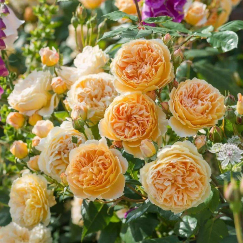 Obscure Roses Map Jude the Obscure Rose – Golden Apricot Austin Rose – Rose_Explosion